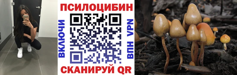 сколько стоит  Терек  Псилоцибиновые грибы Cubensis 